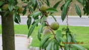 Marillen